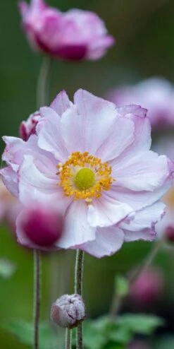 ANEMONE X Hybrida 'Konign Charlotte' (Queen Charlotte)