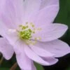 ANEMONELLA Thalictroides Pink