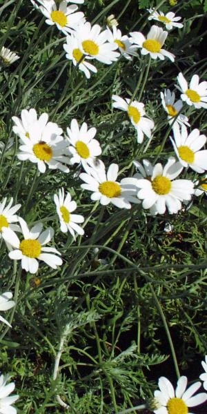 ANTHEMIS Punctata Subsp Cupaniana 2 ANTHEMIS Punctata Subsp Cupaniana - Image 2