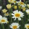 ANTHEMIS Tinctoria 'Sauce Hollandaise'