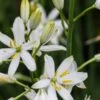 ANTHERICUM Liliago