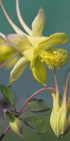 AQUILEGIA Chrysantha 'Yellow Queen'
