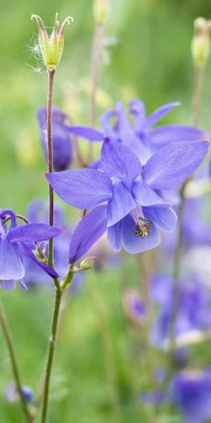 AQUILEGIA 'Hensol Harebell' 1 AQUILEGIA 'Hensol Harebell'