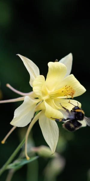 AQUILEGIA Longissima 1 AQUILEGIA Longissima