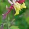 AQUILEGIA 'McKana Group'
