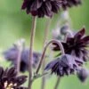 AQUILEGIA Vulgaris Var. Stellata 'Black Barlow' (Barlow Series)