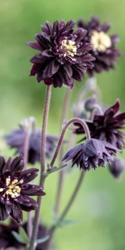 AQUILEGIA Vulgaris Var. Stellata 'Black Barlow' (Barlow Series)