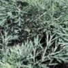 ARTEMISIA 'Powis Castle'