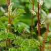 ARUNCUS Aethusifolius