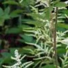 ARUNCUS Dioicus
