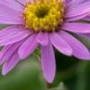 ASTER Amellus 'Rosa Erfullung' (Pink Zenith)