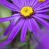 ASTER Amellus 'Sonora'