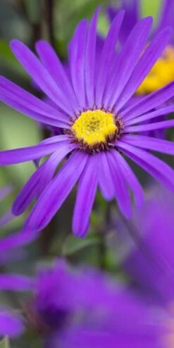 ASTER Amellus 'Sonora'
