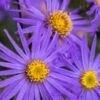 ASTER Amellus 'King George'