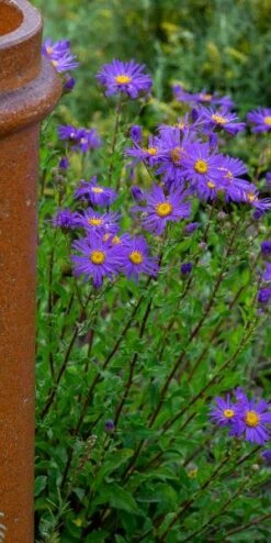 ASTER Amellus 'King George' -Hardy Garden Verkoop aster king george web