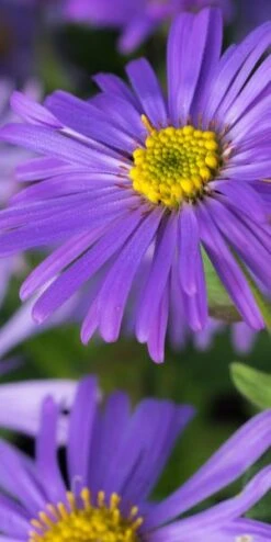 ASTER Thomsonii