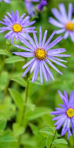 ASTER X Frikartii 'Monch' 1 ASTER X Frikartii 'Monch'