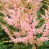 ASTILBE 'Hennie Graafland' (simplicifolia Hybrid)
