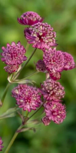 ASTRANTIA Major 'Abbey Road' PBR
