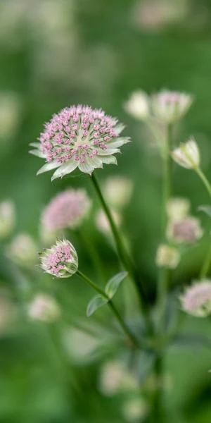 ASTRANTIA 'Buckland' 2 ASTRANTIA 'Buckland' - Image 2