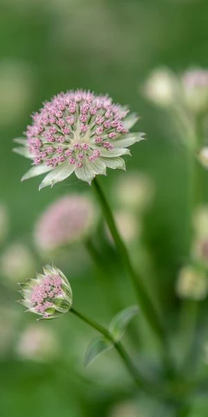 ASTRANTIA 'Buckland' 1 ASTRANTIA 'Buckland'