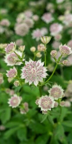ASTRANTIA 'Buckland' 5 ASTRANTIA 'Buckland' -Hardy Garden Verkoop astrantia buckland 6301070