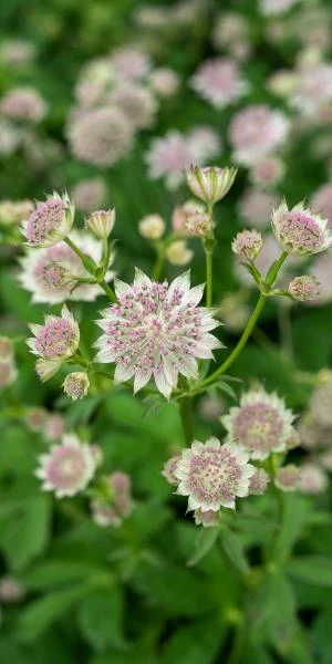 ASTRANTIA 'Buckland' 3 ASTRANTIA 'Buckland' - Image 3