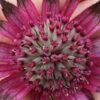 ASTRANTIA 'Burgundy Manor'