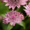 ASTRANTIA Major 'Pink Pride'