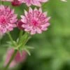 ASTRANTIA 'Roma' PBR