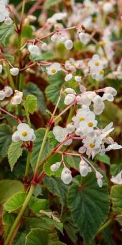 BEGONIA Grandis Subsp. Evansiana Var. Alba