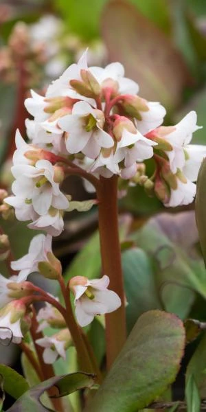 BERGENIA 'Bressingham White' 1 BERGENIA 'Bressingham White'