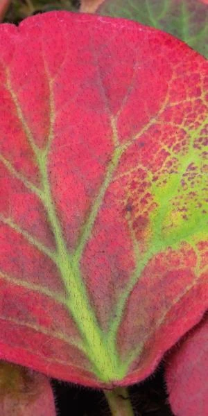 BERGENIA Ciliata 2 BERGENIA Ciliata - Image 2