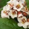 BERGENIA Ciliata