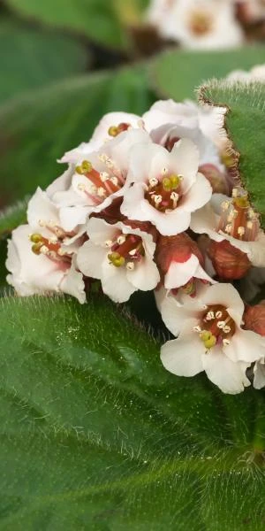 BERGENIA Ciliata 1 BERGENIA Ciliata