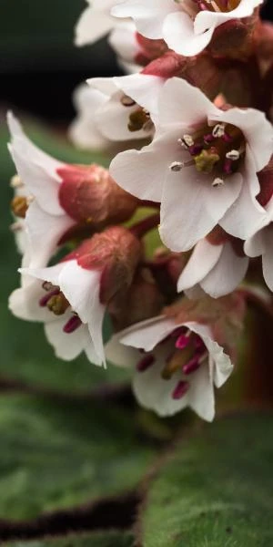BERGENIA Ciliata 3 BERGENIA Ciliata - Image 3
