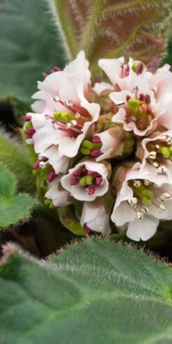 BERGENIA Ciliata 'Wilton'