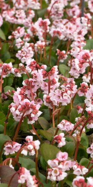 BERGENIA 'Harzkristall' 3 BERGENIA 'Harzkristall' - Image 3