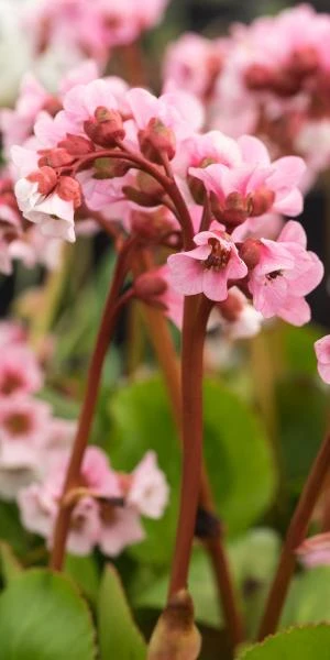 BERGENIA 'Harzkristall' 1 BERGENIA 'Harzkristall'