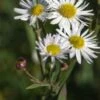 BOLTONIA Asteroides Var. Latisquama