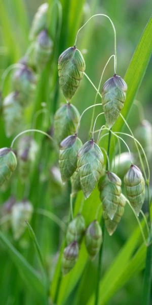 BRIZA Maxima 1 BRIZA Maxima