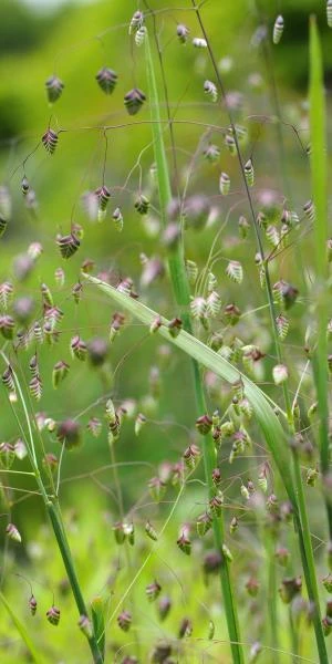 BRIZA Media 1 BRIZA Media