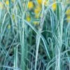 CALAMAGROSTIS X Acutiflora 'Overdam'