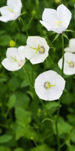 CAMPANULA Jenny ('Harjen')