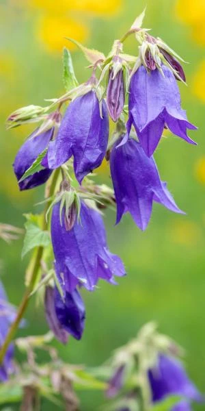 CAMPANULA 'Kent Belle' 1 CAMPANULA 'Kent Belle'