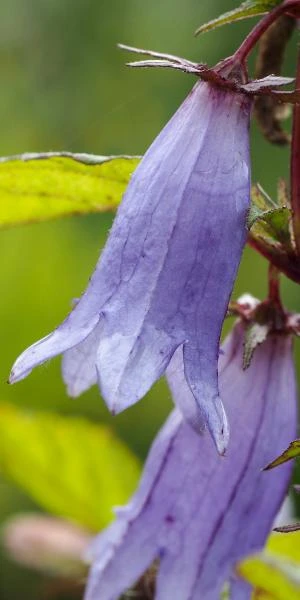 CAMPANULA 'Paul Furse' 1 CAMPANULA 'Paul Furse'