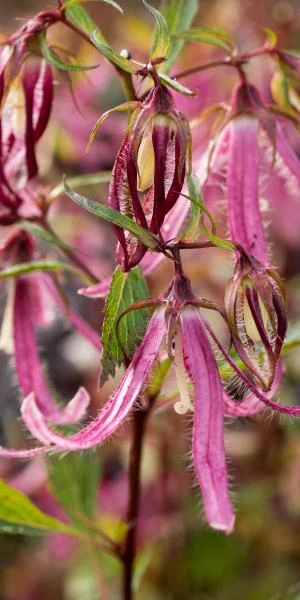 CAMPANULA 'Pink Octopus' PBR 1 CAMPANULA 'Pink Octopus' PBR