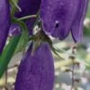 CAMPANULA 'Sarastro'