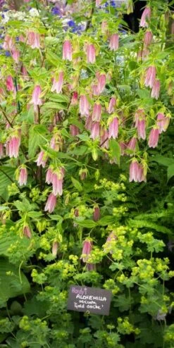 Hardy Garden Verkoop -Hardy Garden Verkoop campanula takesimana elizabeth 5260646