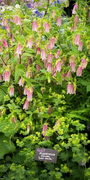 CAMPANULA Takesimana 'Elizabeth' 2 CAMPANULA Takesimana 'Elizabeth' - Image 2